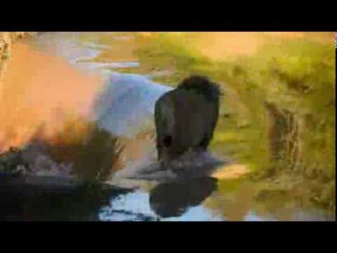 شاهد موقف محرج  لملك الغابة عقب انزلاقه على حافة شلال