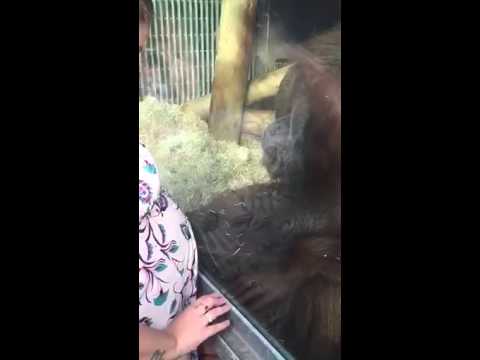 شاهد إنسان غاب يحب تقبيل بطون النساء الحوامل