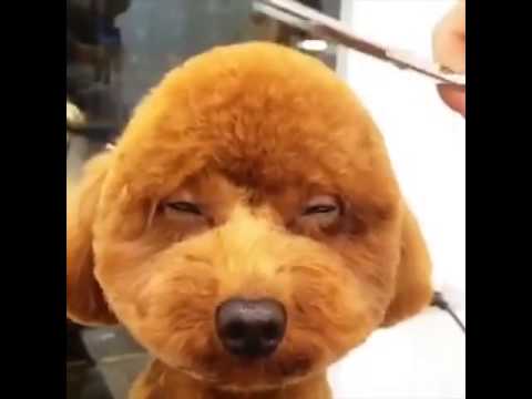 شاهد هذا الكلب حقيقي فعلًا وليس دمية