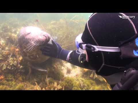 شاهد فقمة تعشق الزغزغة وتطلبها من أحد السائحين