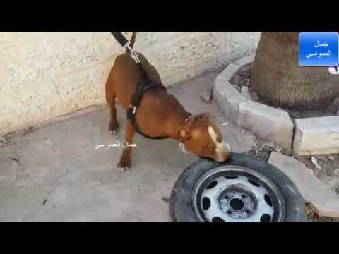 شاهدكلب البيتبول المجنون يمزق اطارات السيارات