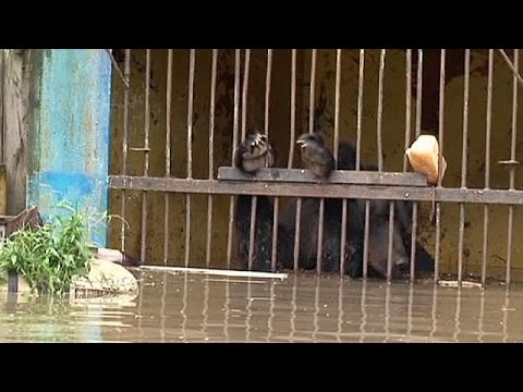 شاهد روسيا تكسر الأقفاص وتنتشل الحيوانات بالمروحيات