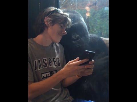 غوريلا تتكئ على كتف زائر لمشاهدة صور القرود