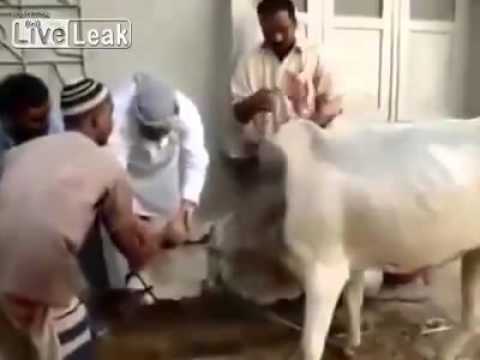 بقرة تعصف بأربعة رجال