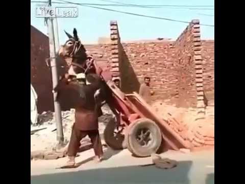 بالفيديو حمولة طوب تتسبب في تعلق حمار في الهواء
