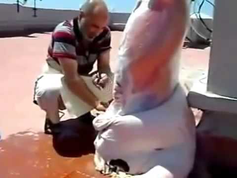 الطريقة الشرعية لذبح وسلخ الأضحية