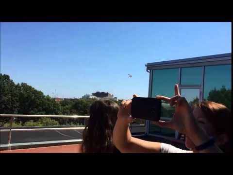 طائر يغمى عليه بعد اصطدامه بزجاج مبنى