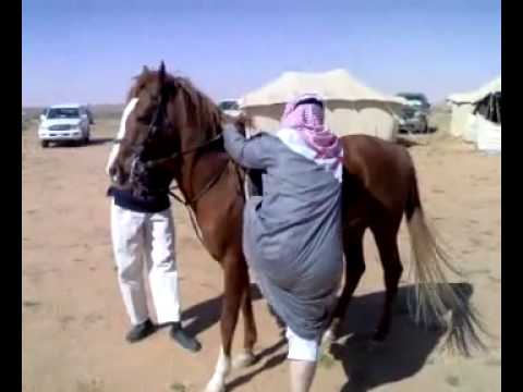 شاهد حصان يوقف عربة يجرها في الشارع ليرقص على أغنية شعبي