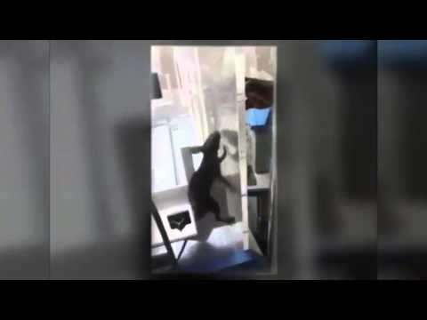 فأر يعض طفل مبستر داخل حضانة في الولايات المتحدة