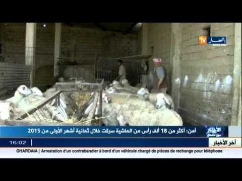 فيديو سرقة أكثر من 18 ألف رأس من الماشية