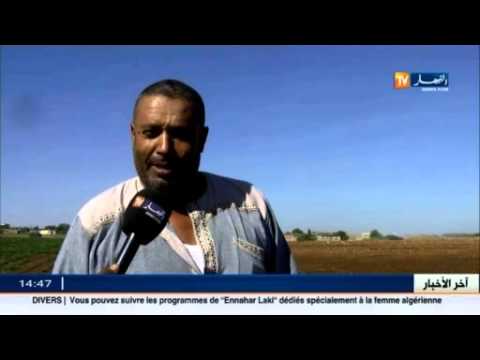 شاهد انطلاق غرس البطاطا غير الموسمية في ولاية غليزان