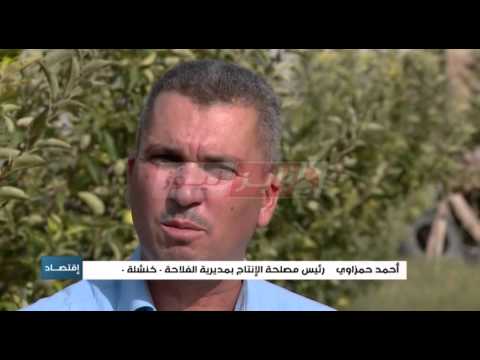 شاهد منتجو التفاح في مواجهة شبح الإفلاس وسط غياب الدعم