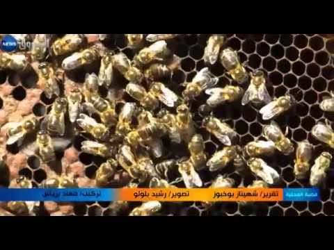 شاهد مشاكل عدة تهدد مهنة تربية النحل في منطقة متيجة