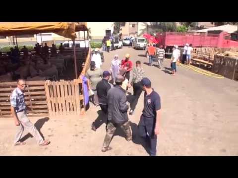 الحوالة زايدين بـ400 درهم في السوق المغربي هذا العام