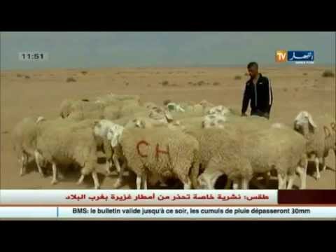 شاهد ملايين خارج الأطر القانونية في أسواق المواشي