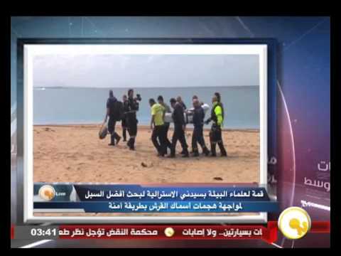 بحث أفضل السبل لمواجهة هجمات أسماك القرش بطريقة آمنة