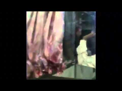 شاهد فئران داخل خرفان مذبوحة في أحد المطاعم