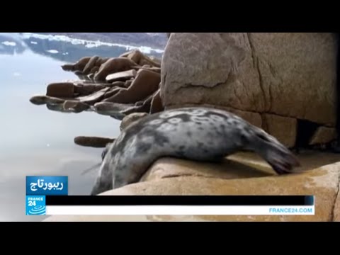 بالفيديو حيوان الفقمة تخدم في مجال التحقيقات العليمة