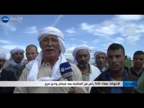 شاهد هلاك 500 رأس من الماشية في الأغواط