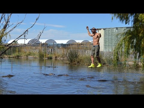 شاهد مغامر يسير على حبل فوق مئات التماسيح