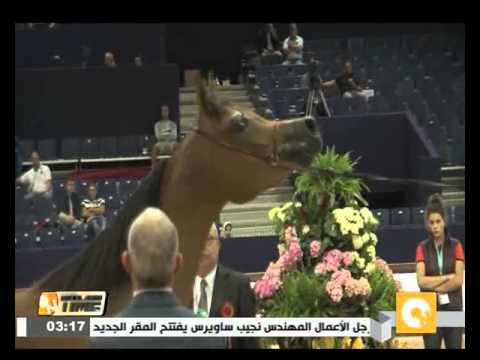 شاهد انطلاق فعاليات مهرجان أجمل الخيول