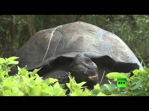 شاهد اكتشاف أنواع جديدة من السلاحف العملاقة