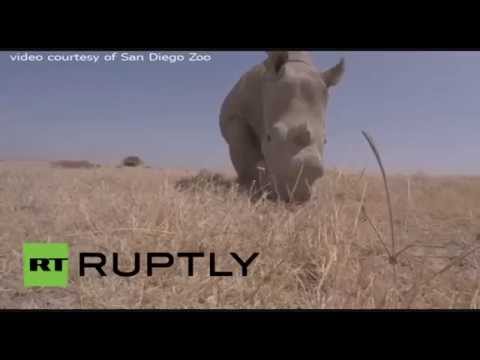 شاهد آخر ثلاث حيوانات وحيد قرن على سطح الأرض