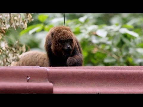 شاهد إعادة أنواع من السعادين إلى موطنها الطبيعي