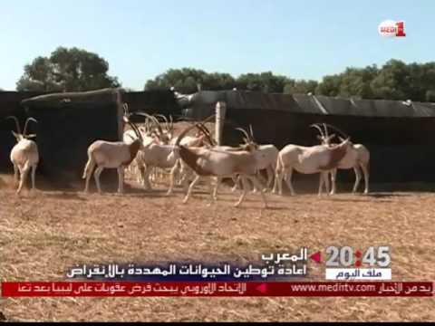 مساعي المغرب الوئيدة لحماية الحيوانات المهددة بالإنقراض