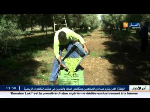 توقعات بإنتاج أزيد من 390 ألف قنطار في ولاية غليزان