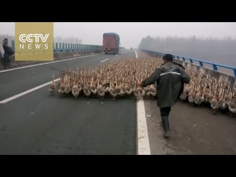 شاهد مزارع صيني يعبر جسر ومعه 1300 أوزة