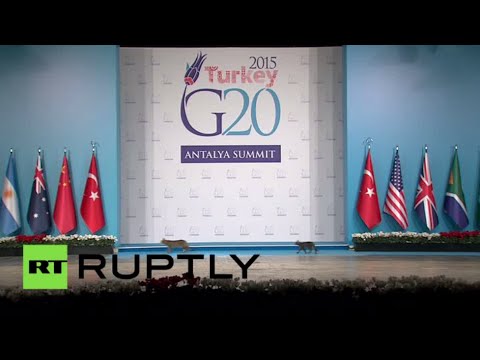 بالفيديو قطط على منصة قمة العشرين