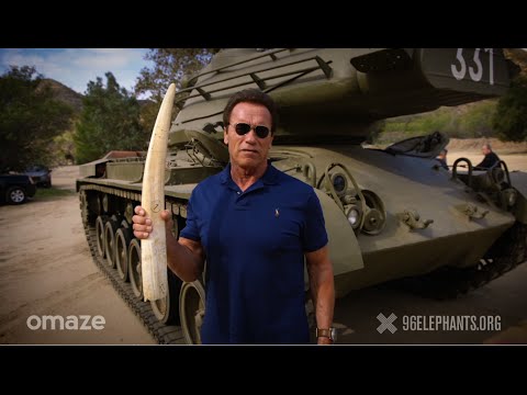 أرنولد يفجر “ناب الفيل” للمطالبة بحماية الفيلة ومنع انقراضها