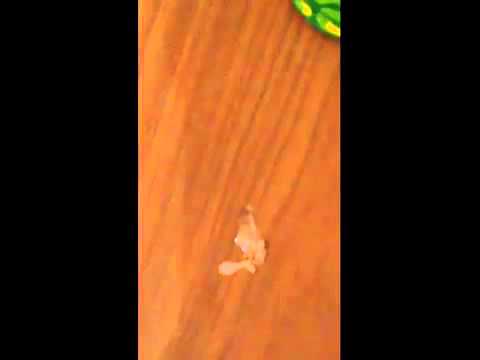 شاهد تداول لقطات لسعودي عثر على قطعة زجاج داخل وجبة الشاورما