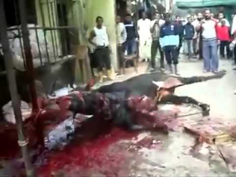 تعذيب بقرة بوحشية أثناء ذبحها