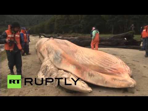 العثور على أكثر من 300 حوت نافق على شواطئ باتاغونيا