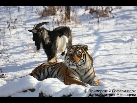 بالفيديو قصة النمر آمور والتيس تيمور