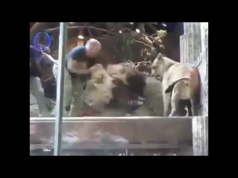 فيديو أسد يهاجم حارسه ولبؤة تنقذه من بين أنيابه
