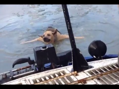 لحظة إنقاذ كلب من الغرق في مياه الجليد