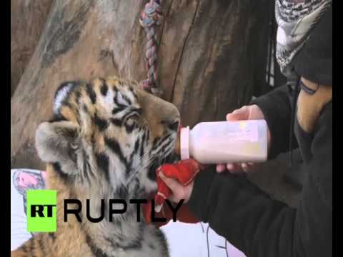 صداقة نادرة تجمع بين 3 كلاب أليفة ونمور