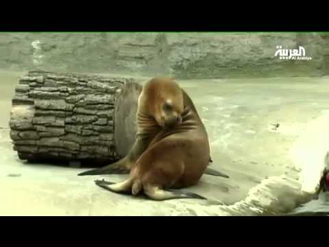 أقدم حديقة حيوانات في العالم موجود في فيينا