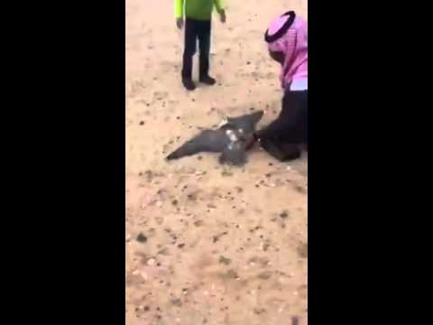 شاهد صقر يصطدم بسيارة رجل سعودي