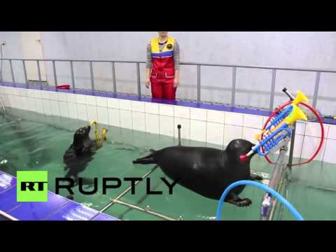 شاهد فقمة ظريفة تعزف وترسم