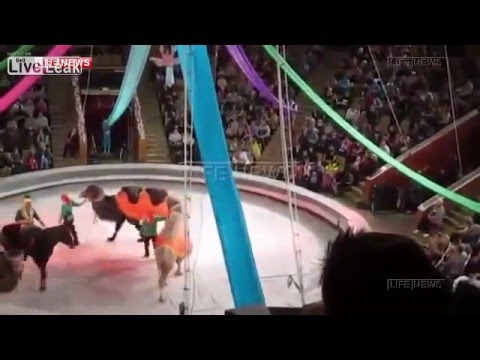 فيديو لحظة سقوط لاعبة سيرك