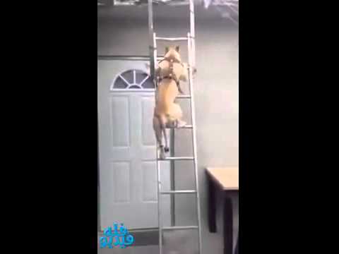 نزول كلب من فوق السلَّم يحقق ملايين المشاهدات