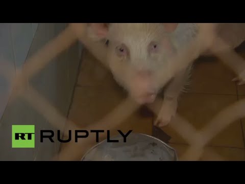 بالفيديو زرع صمام للأبهر مصنوع في روسيا في جسم خنزير