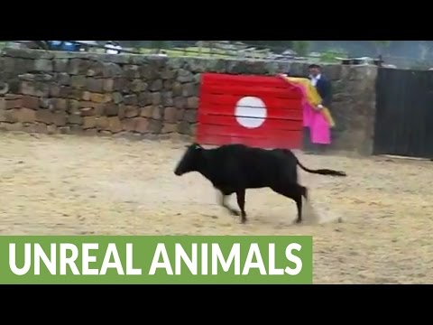 شاهد ثور يهاجم مصارعًا كولومبيًّا مرتين