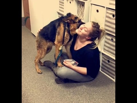 فيديو حالة نادرة لكلب بعمود فقري قصير