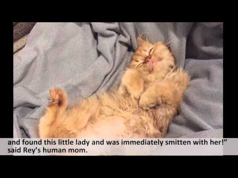 شاهد بالفيديو قطة لم تتوقف عن الابتسام منذ تبنيها من الملجأ