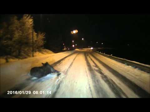 حيوان موظ يصطدم بأوتوبيس ويهرب من سيارة